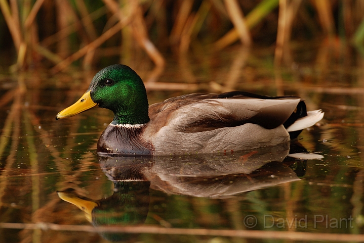 Mallard male - J.jpg - Mallard male - Cambridgeshire